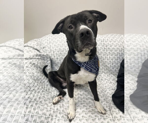 Medium Photo #8 Mutt Puppy For Sale in Rockaway, NJ, USA