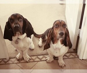 Father of the Basset Hound puppies born on 08/19/2020