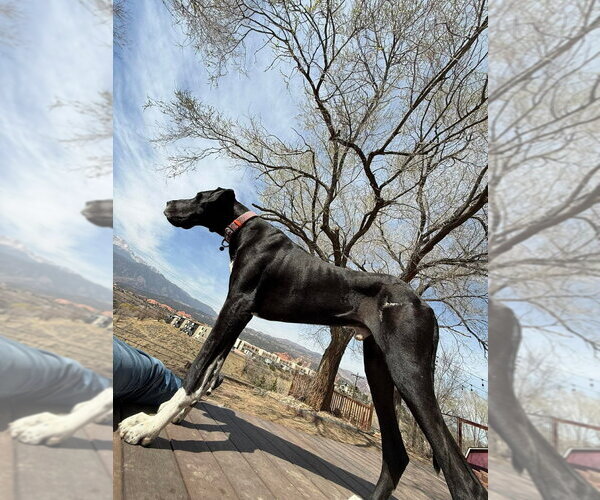 Medium Photo #7 Great Dane Puppy For Sale in Bullard, TX, USA