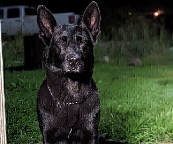Medium Photo #9 German Shepherd Dog Puppy For Sale in MILFORD, IN, USA