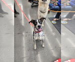 Small Mutt