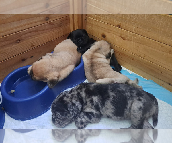Medium Photo #1 Pug Puppy For Sale in NEW BERN, NC, USA