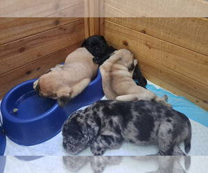 Pug Litter for sale in NEW BERN, NC, USA