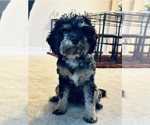 Cavapoo Puppy for sale in CLARKSBURG, MD, USA