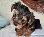Image preview for Ad Listing. Nickname: Litter of 6