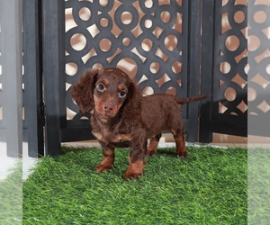 Dachshund Puppy for sale in MOUNT VERNON, OH, USA