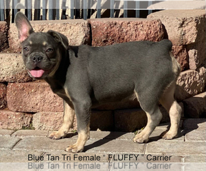 French Bulldog Puppy for sale in CHANDLER, AZ, USA
