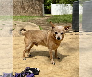 Peanut - Male Chihuahua Dog for Adoption - Photo #2
