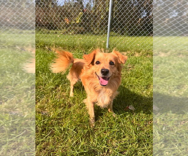 Medium Photo #2 Chiweenie Puppy For Sale in Muskegon, MI, USA