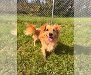 Woody - Male Chiweenie Dog for Adoption - Photo #2