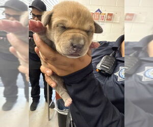 Mutt Dogs for adoption in San Bernardino, CA, USA