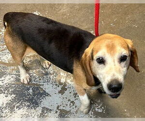 Beagle Dogs for adoption in Minneapolis, MN, USA