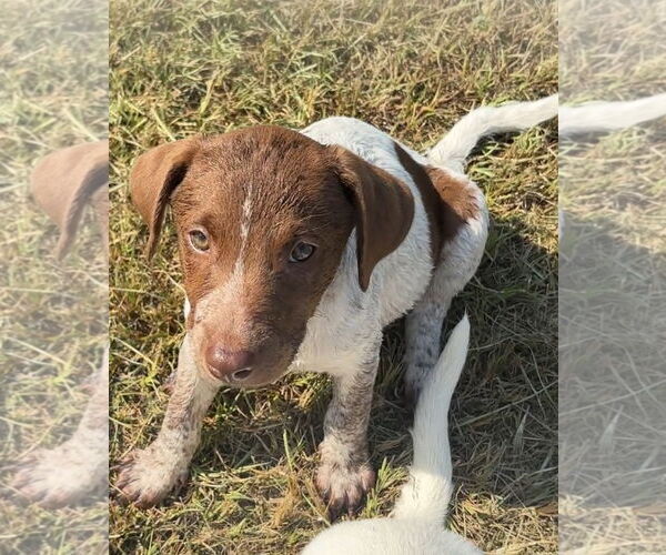 Medium Photo #2 Lab-Pointer Puppy For Sale in Harrison, AR, USA