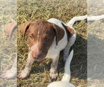 Small #1 Lab-Pointer