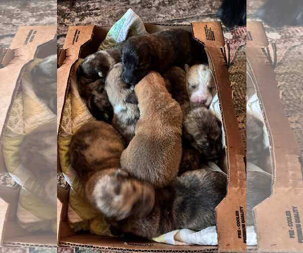 Medium Photo #2 Australian Shepherd-Plott Hound Mix Puppy For Sale in Mount Airy, NC, USA