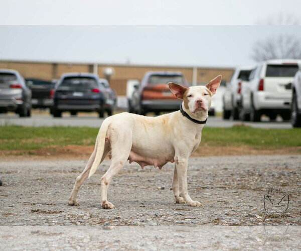 Medium Photo #2 Mutt Puppy For Sale in Rustburg, VA, USA