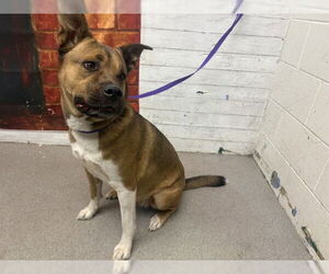 German Shepherd Dog-Unknown Mix Dogs for adoption in San Bernardino, CA, USA