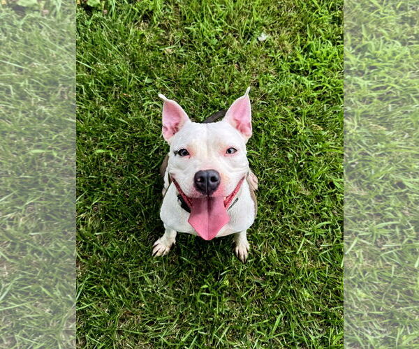 Medium Photo #1 American Staffordshire Terrier-Unknown Mix Puppy For Sale in Perth Amboy, NJ, USA