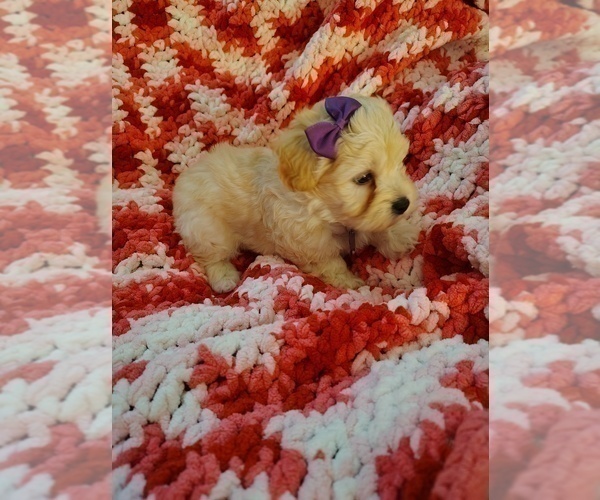 Medium Photo #7 Maltipoo (Miniature) Puppy For Sale in SAN ANTONIO, TX, USA