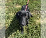 Small #1 Labrador Retriever