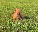 Small Photo #16 Yoranian Puppy For Sale in LEWISBURG, KY, USA