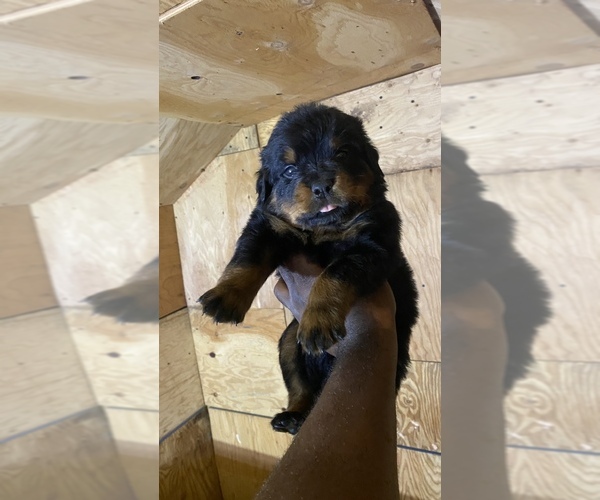 Medium Photo #10 Rottweiler Puppy For Sale in RICHLAND, GA, USA