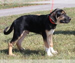 Small #1 Boxer Mix
