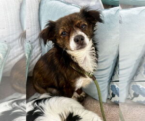 Papillon-Unknown Mix Dogs for adoption in Newport Beach, CA, USA