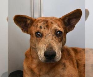 Mutt Dogs for adoption in San Antonio, TX, USA