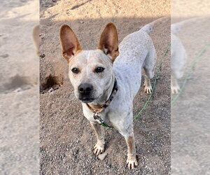 Indie - Female Mutt Dog for Adoption
