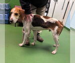 Small #5 Mutt