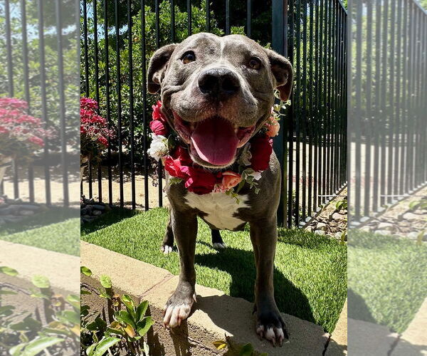 Medium Photo #3 American Pit Bull Terrier-American Staffordshire Terrier Mix Puppy For Sale in Redlands, CA, USA