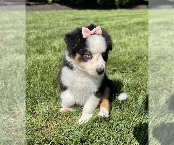 Medium Photo #2 Miniature Australian Shepherd Puppy For Sale in NOBLESVILLE, IN, USA