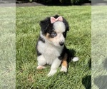Small #1 Miniature Australian Shepherd