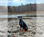 Small #1 Doberman Pinscher