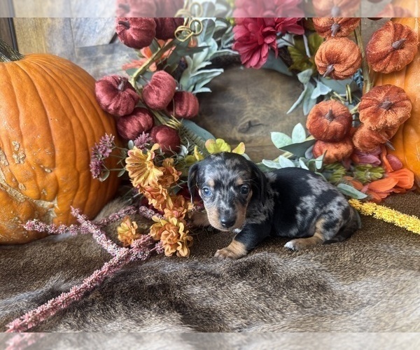 Medium Photo #3 Dachshund Puppy For Sale in VALLIANT, OK, USA