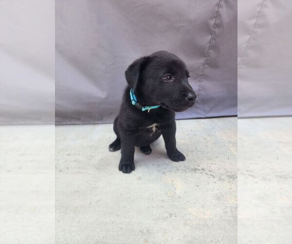 Medium Photo #3 Labrador Retriever-Unknown Mix Puppy For Sale in Dana Point, CA, USA