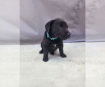 Small #2 Labrador Retriever Mix