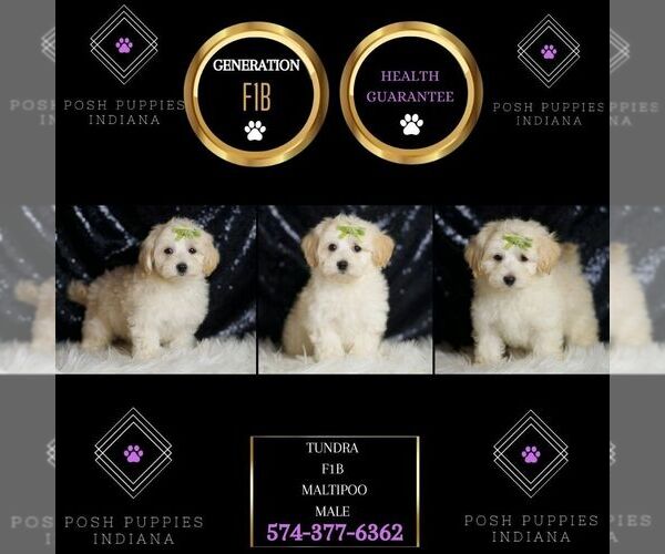 Medium Photo #6 Maltipoo Puppy For Sale in WARSAW, IN, USA