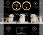 Small #5 Maltipoo