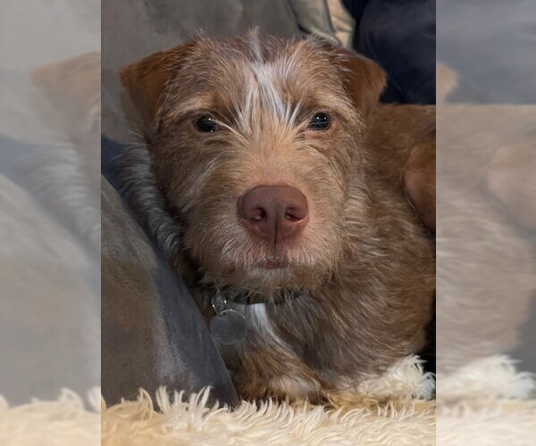 Medium Photo #1 German Shorthaired Pointer-Unknown Mix Puppy For Sale in Bellingham, WA, USA