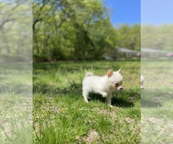 Medium Photo #57 Pomsky Puppy For Sale in DRACUT, MA, USA