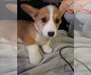 Cardigan Welsh Corgi Puppy for sale in WINDSOR, CO, USA