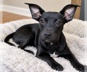 Daisy - Female Labrador Retriever-Unknown Mix Dog for Adoption - Photo #2