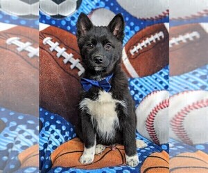 Pomsky Puppy for sale in EPHRATA, PA, USA