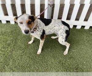 Mutt Dogs for adoption in Modesto, CA, USA