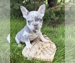 Small #2 French Bulldog