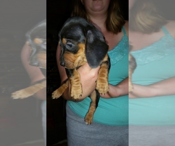 Medium Photo #4 Basschshund Puppy For Sale in JAY, OK, USA