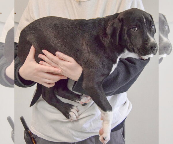 Medium Photo #3 American Staffordshire Terrier-Labrador Retriever Mix Puppy For Sale in Huntley, IL, USA