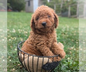 Poodle (Miniature) Puppy for sale in STATE COLLEGE, PA, USA